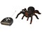 02934 - Pavouk na dálkové ovládání, 27mhz, 33x27cm